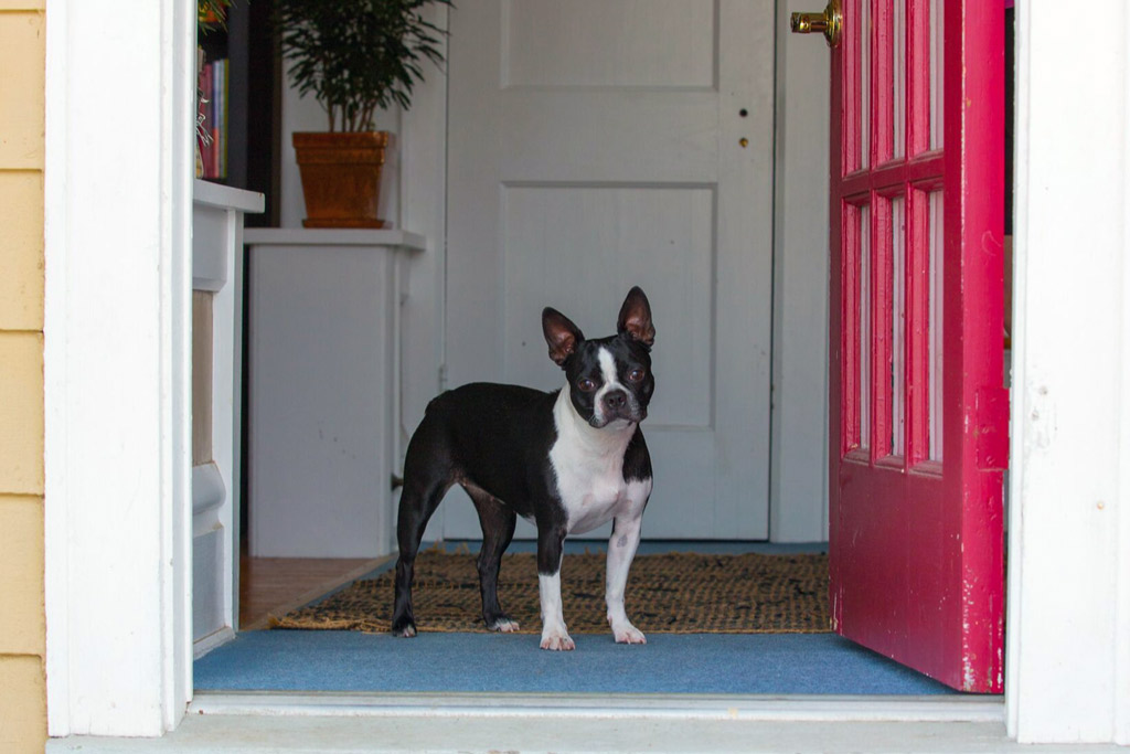 boston-terrier-home-alone-for-how-long