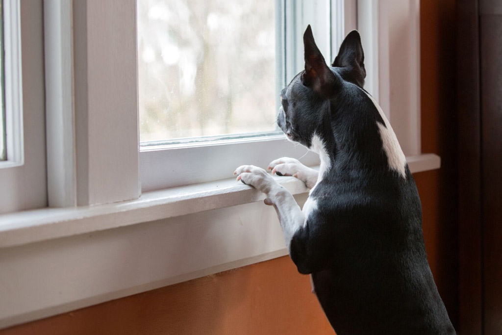 boston-terrier-home-alone