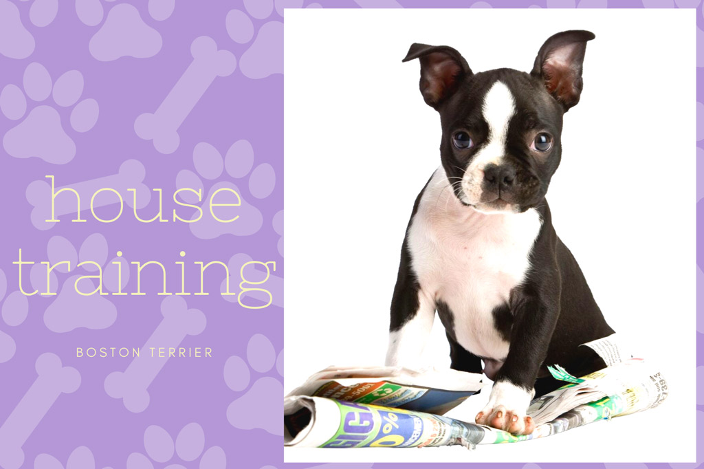 boston terrier house training