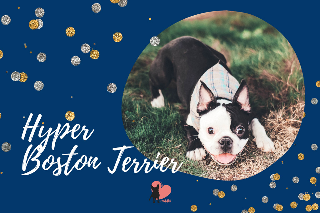 boston-terrier-hyper