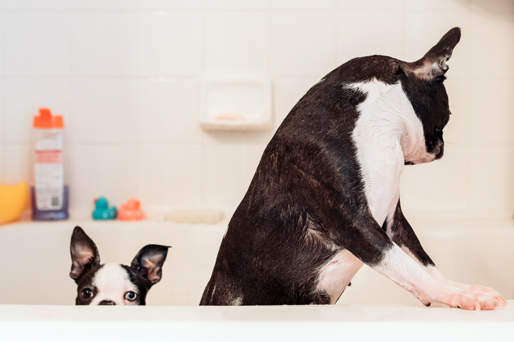 boston-terrier-in-bathtub