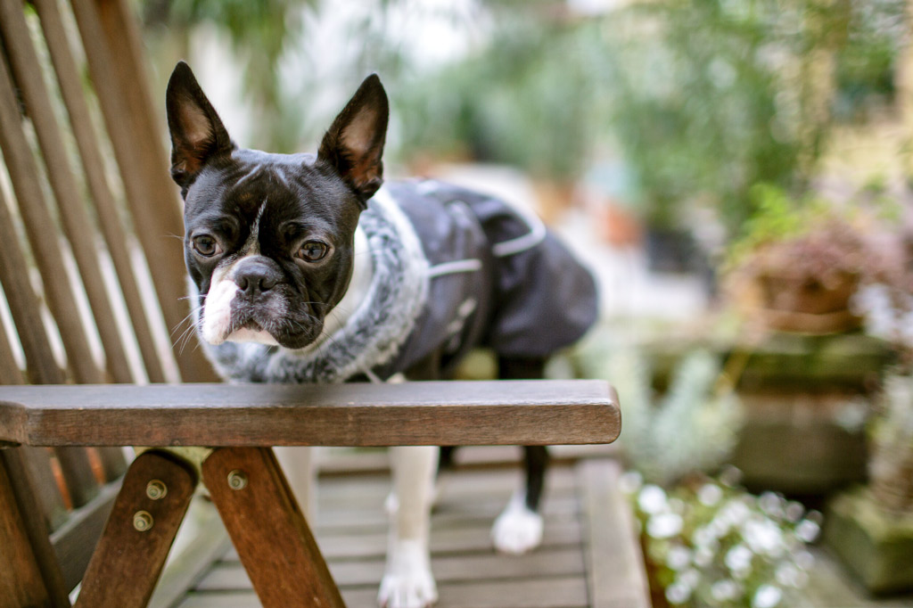 boston-terrier-in-the-garden