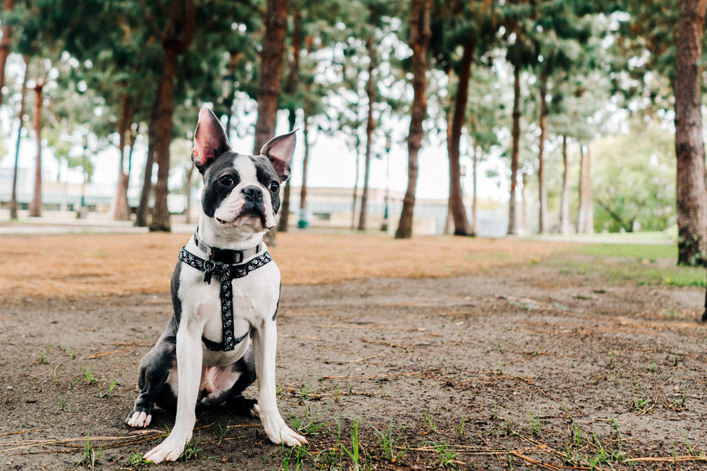 boston-terrier-in-the-park