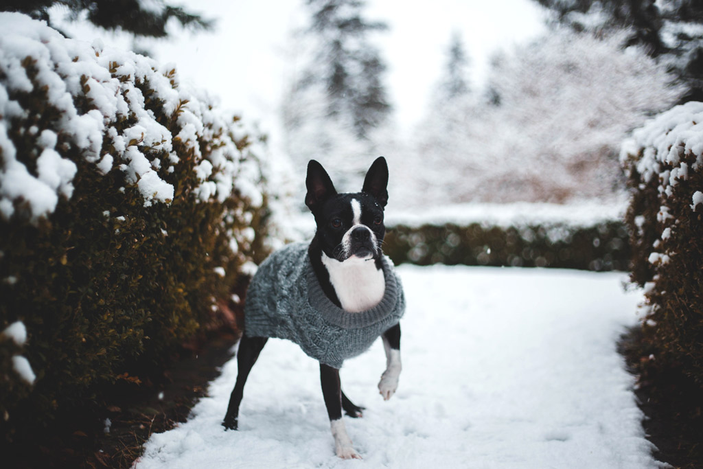 boston-terrier-in-the-snow