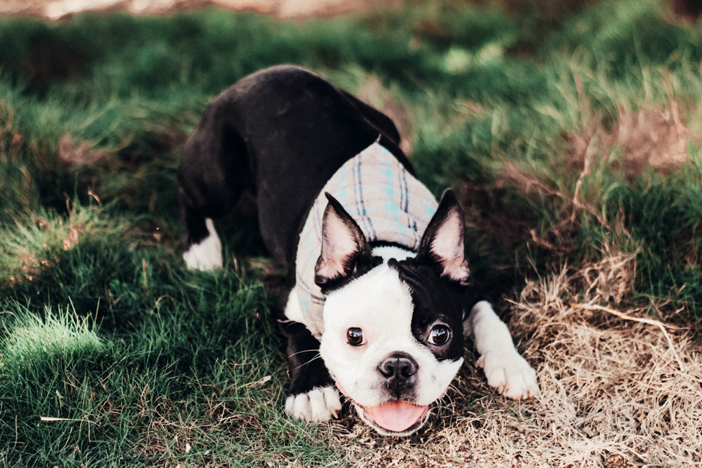 boston-terrier-intelligent-expression