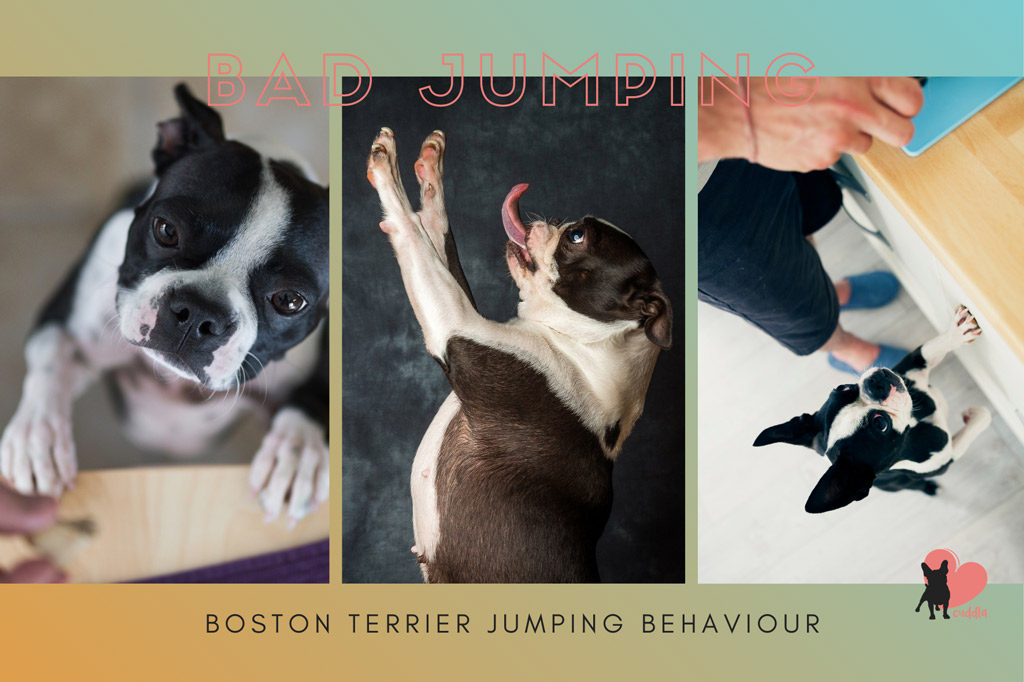 boston-terrier-jumping-behaviour