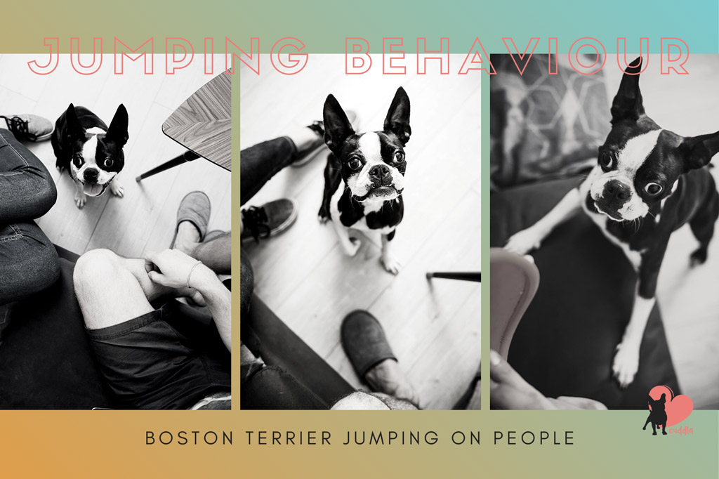 boston-terrier-jumping-on-people