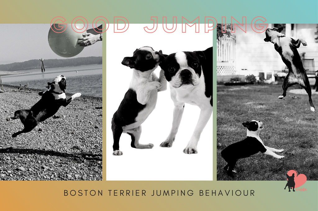 boston-terrier-jumping-reasons