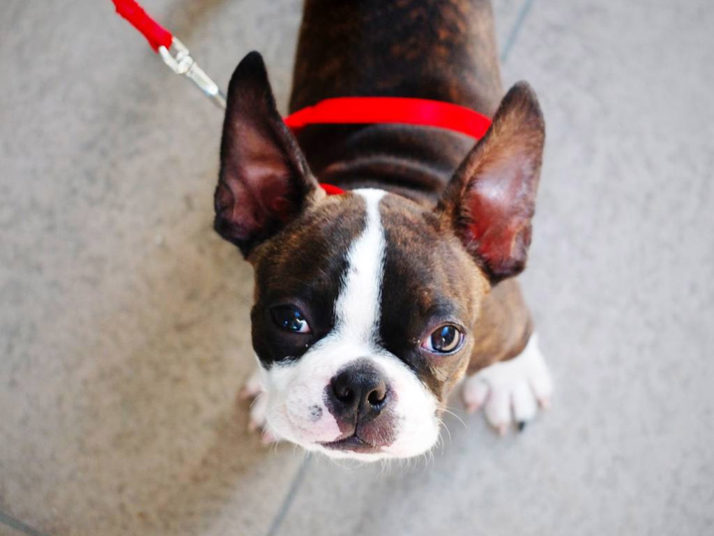 boston-terrier-leash-training-at-home