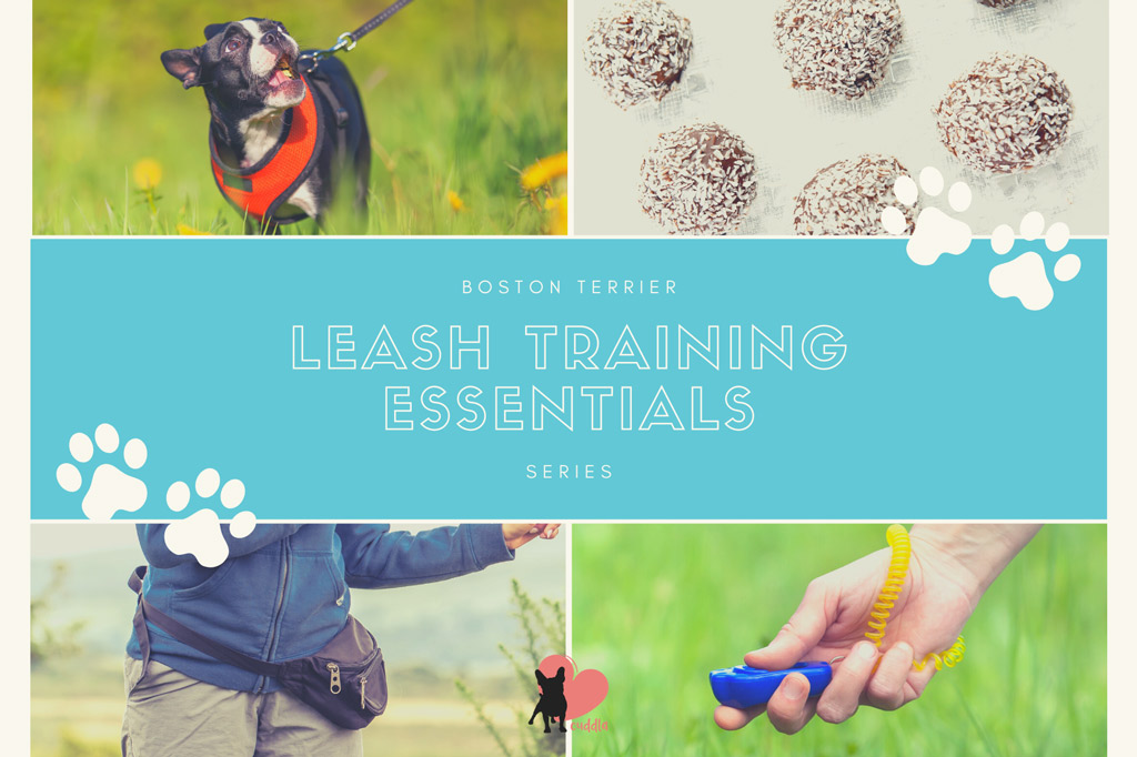 boston-terrier-leash-training-essentials