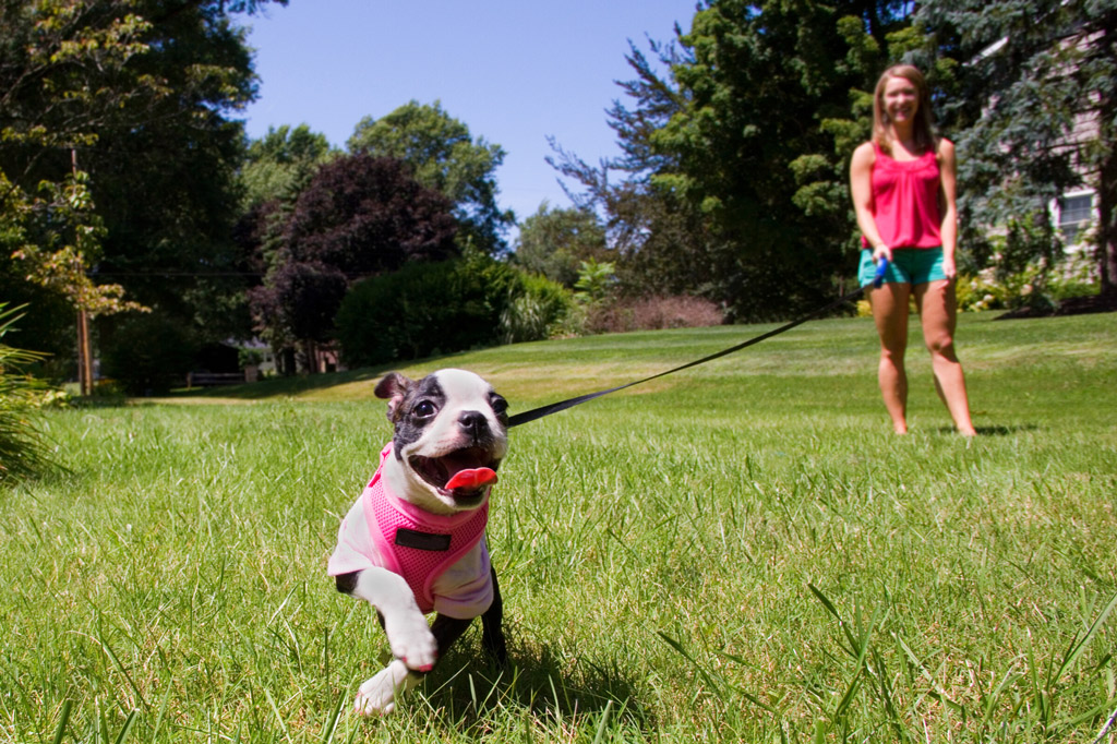 boston-terrier-leash-training-for-puppies