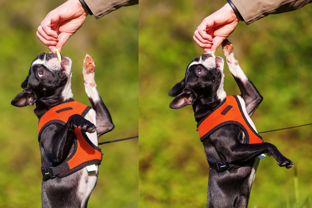 boston-terrier-leash-training-reward