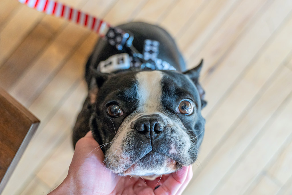 boston-terrier-leash-training