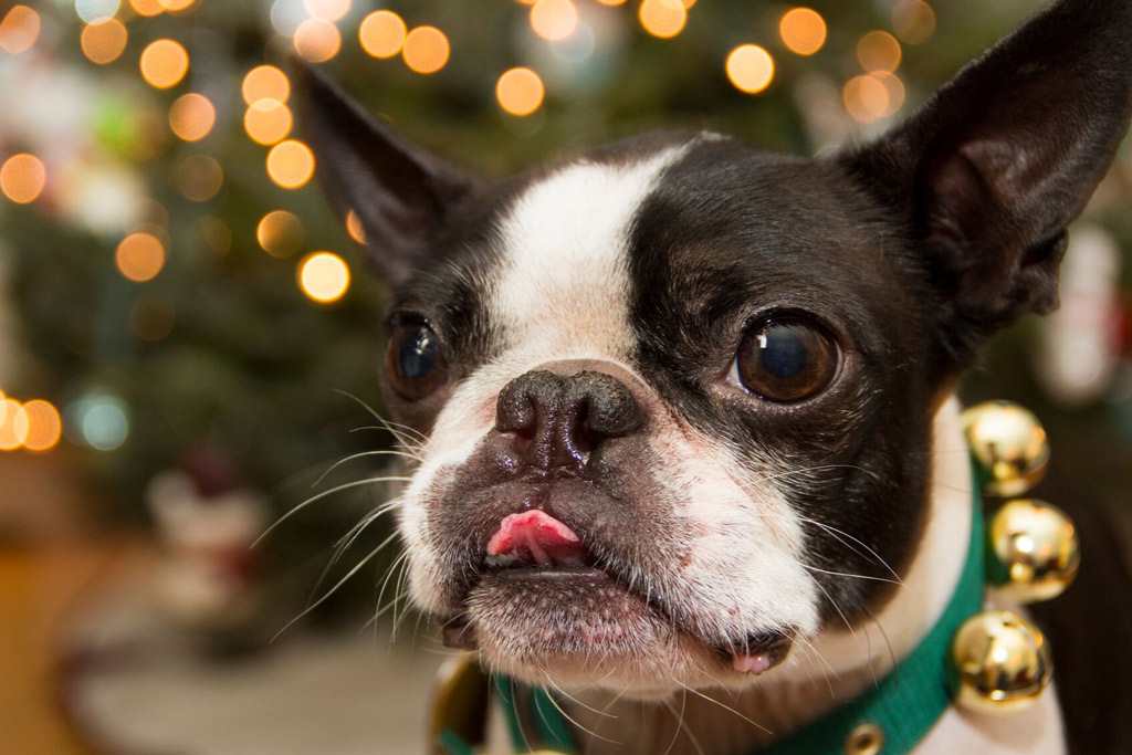 boston-terrier-licking-behaviour