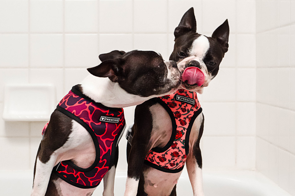 boston-terrier-licking