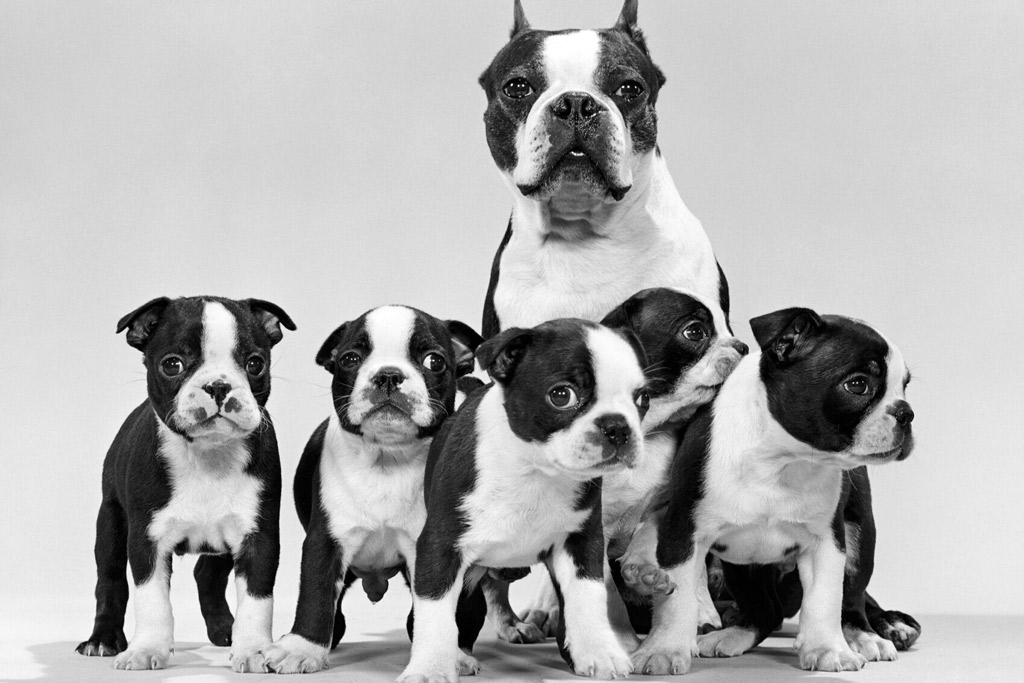 boston-terrier-litter-with-mom