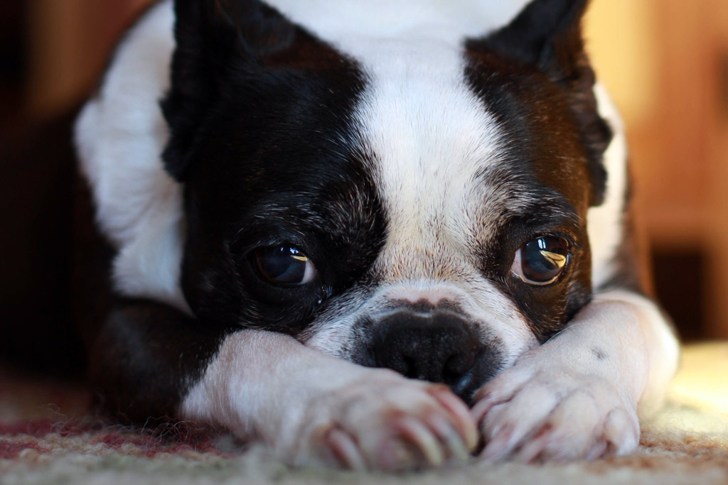 boston-terrier-nails