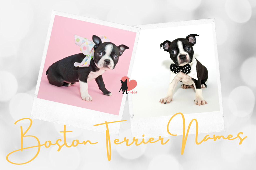 boston-terrier-names