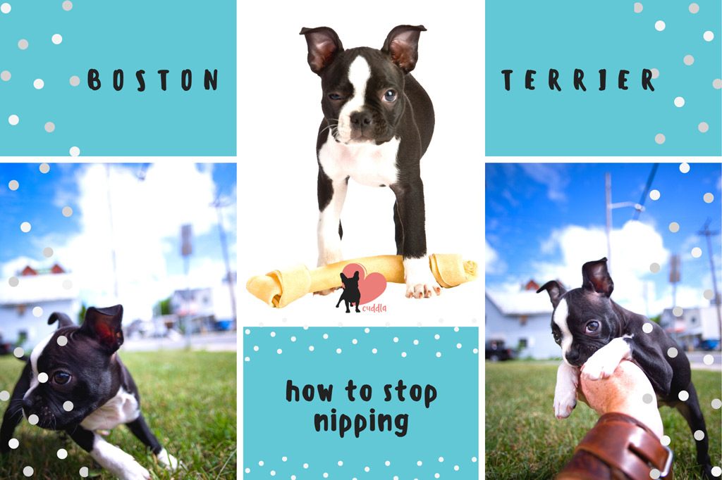 boston-terrier-nipping