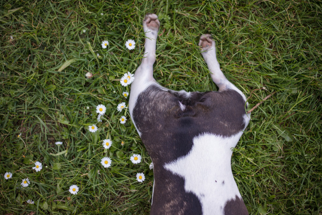 boston-terrier-no-tail