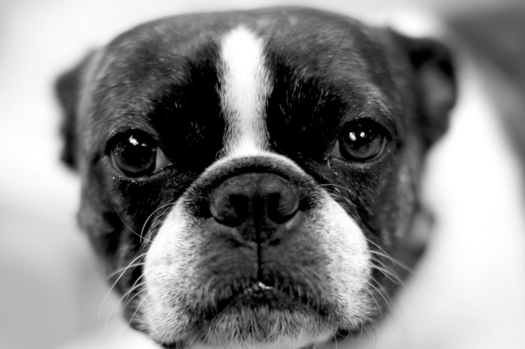 boston-terrier-nose-wrinkles-care