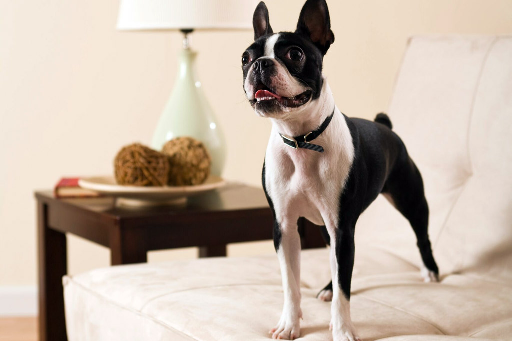 boston-terrier-obedience-training