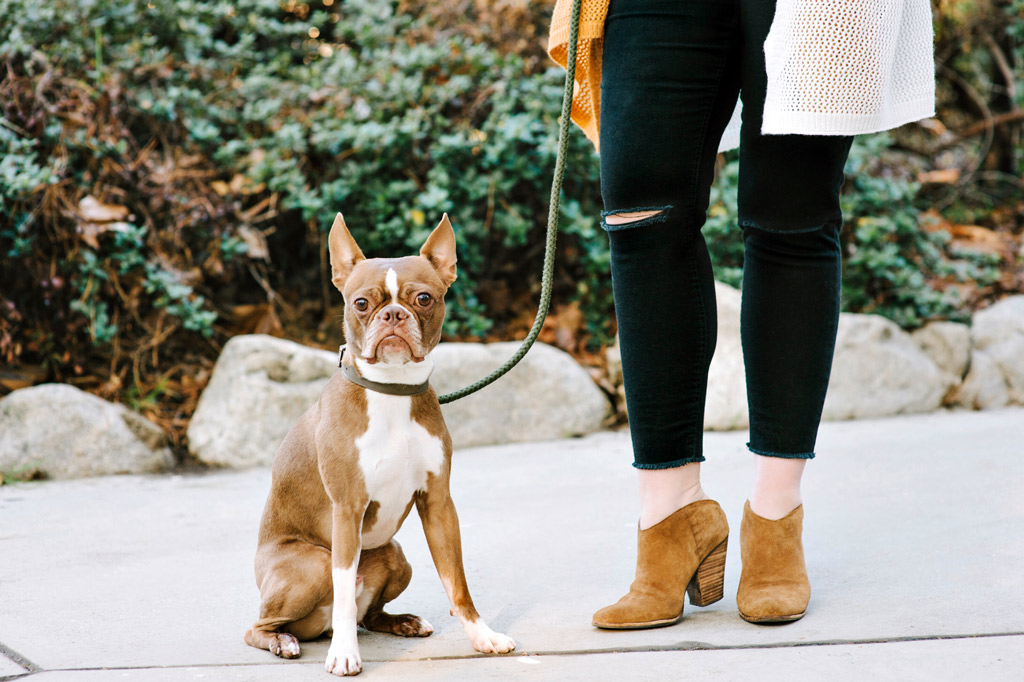 boston-terrier-on-leash-walk