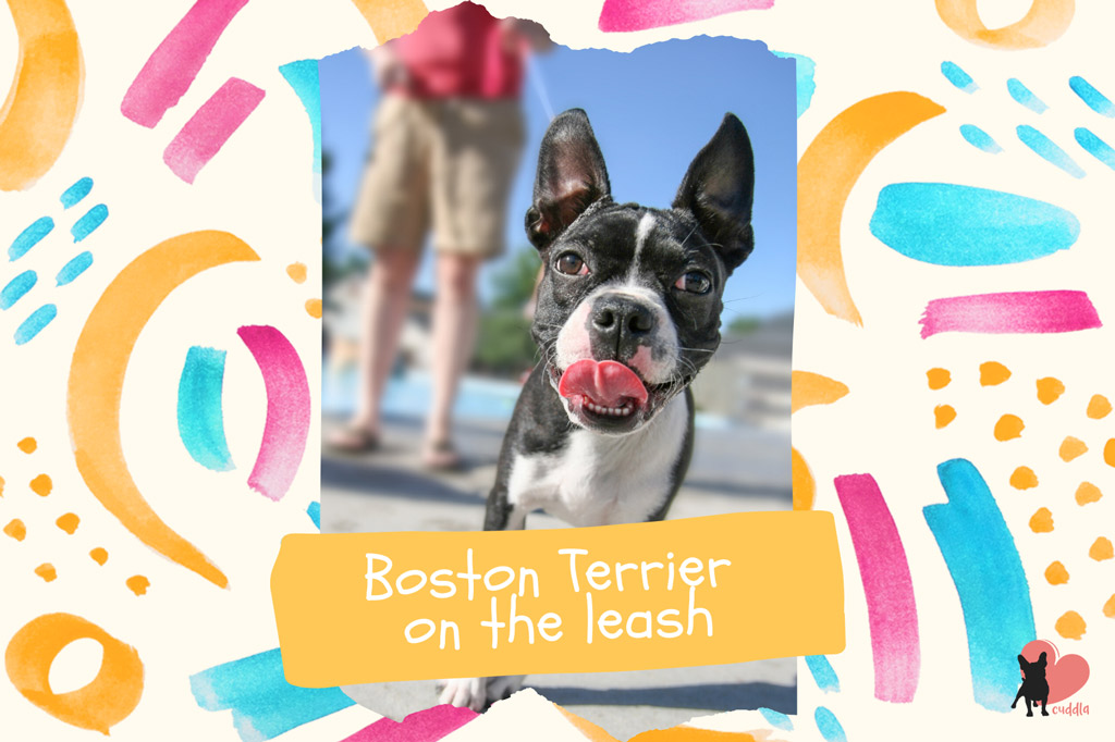 boston-terrier-on-the-leash