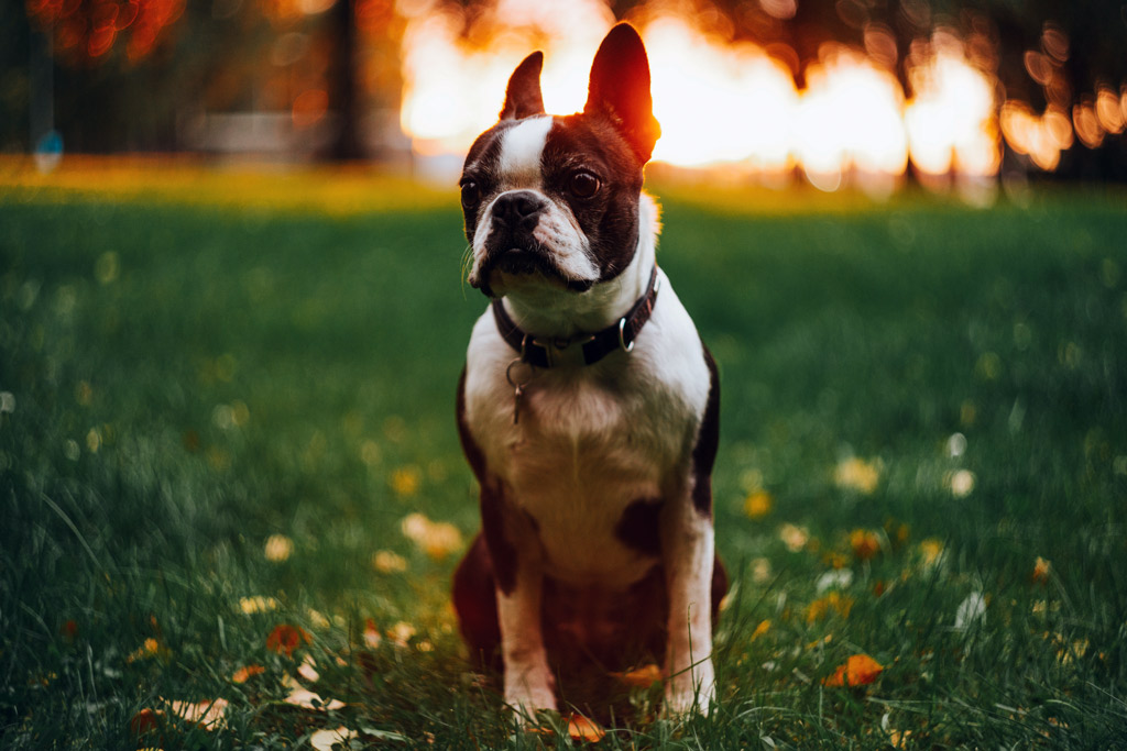 boston-terrier-outdoors