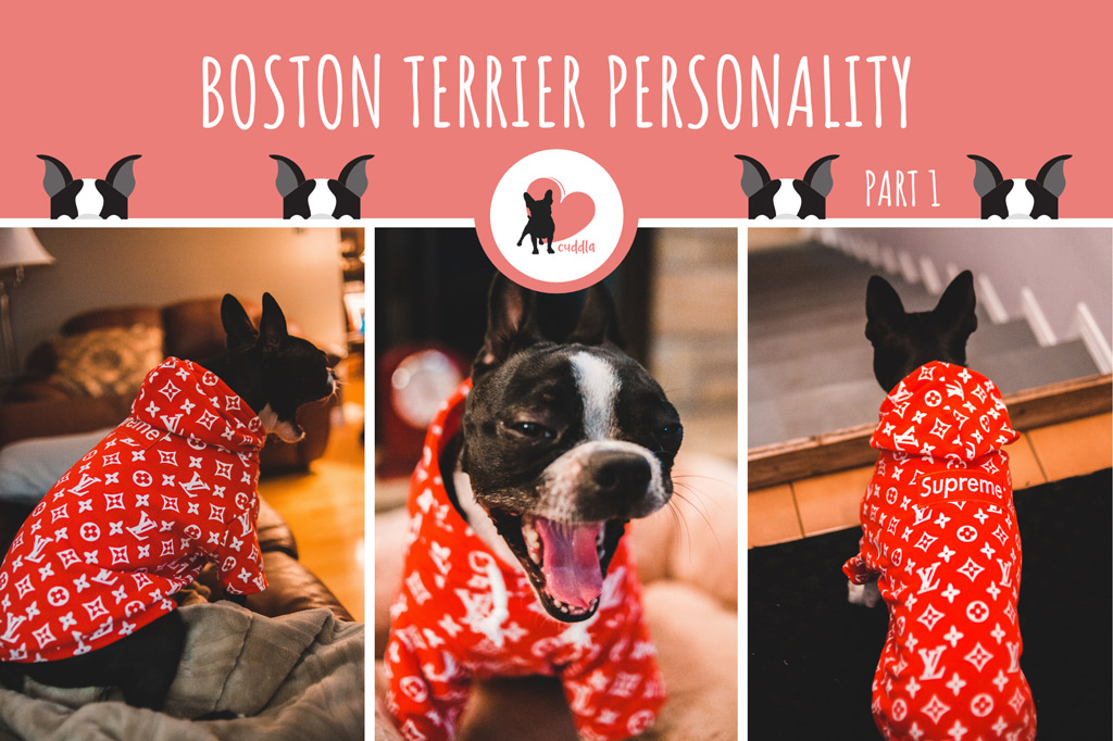 boston-terrier-personality-1