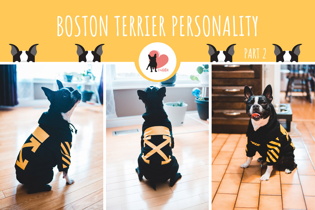 boston-terrier-personality-2