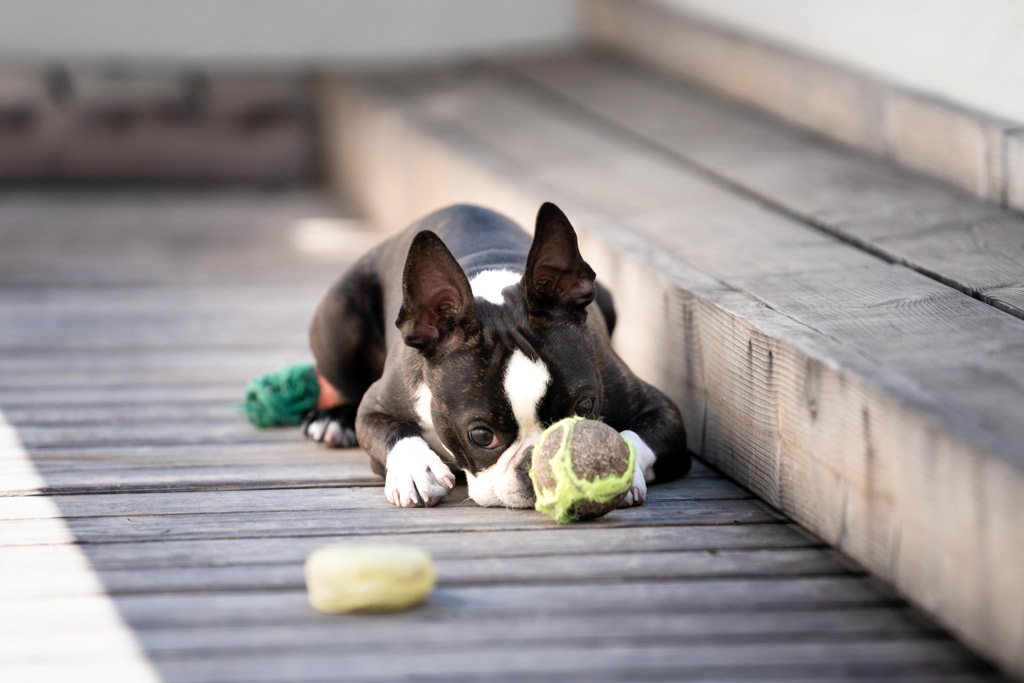 boston-terrier-playing-fetch