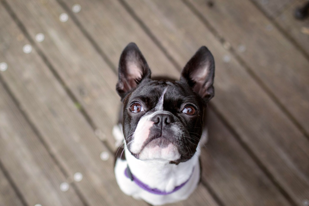 boston-terrier-playing-scent-games