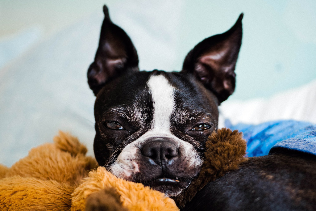 boston-terrier-playing-with-toys