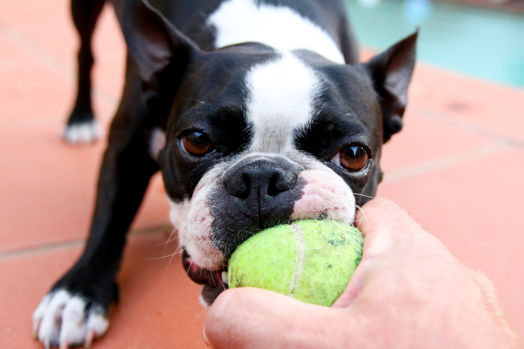 boston-terrier-playing