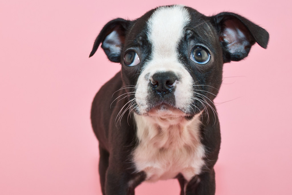 boston-terrier-potty-accidents