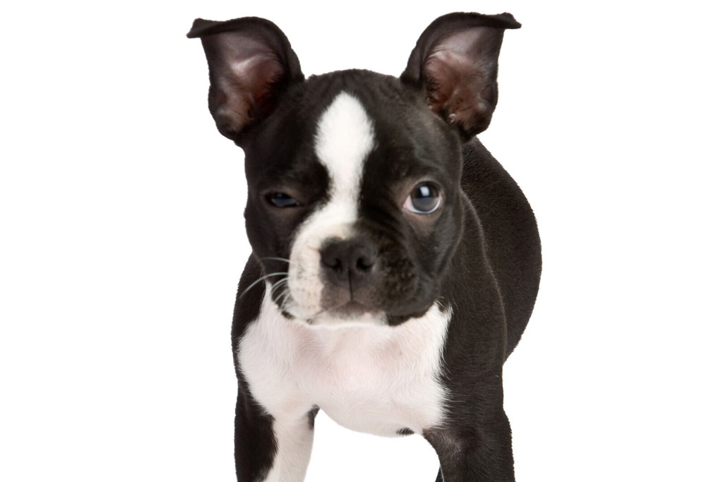 boston terrier house training