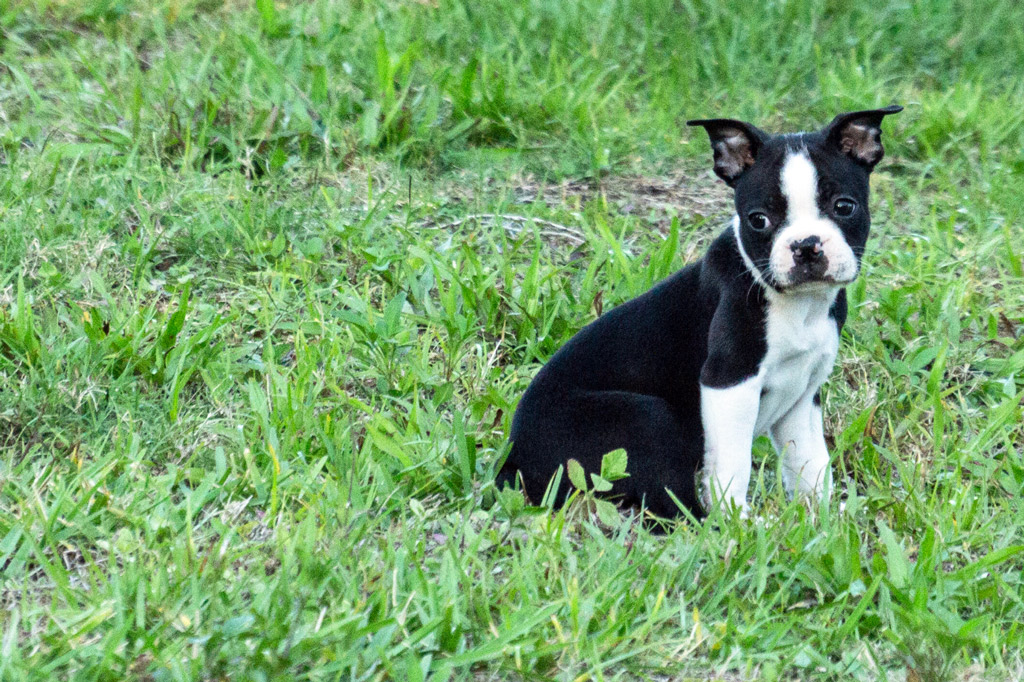 boston-terrier-potty-spot