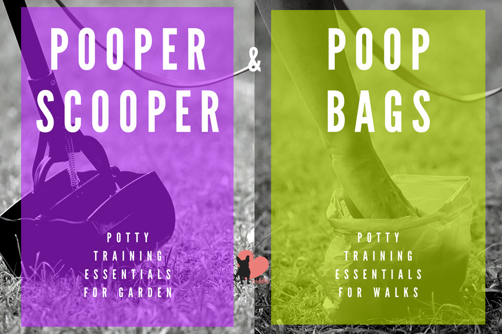 Boston Terrier Potty Training In 6 Steps