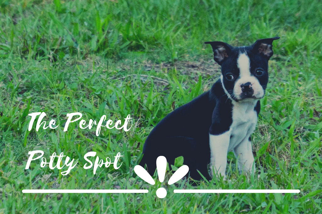 boston-terrier-potty-training