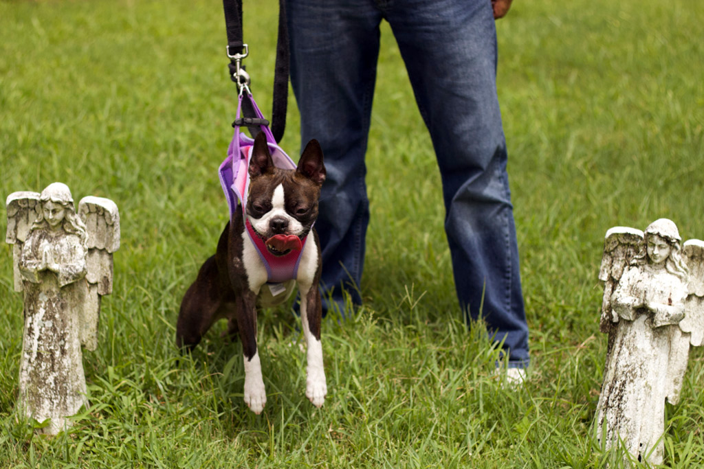 boston-terrier-pulling-on-the-leash