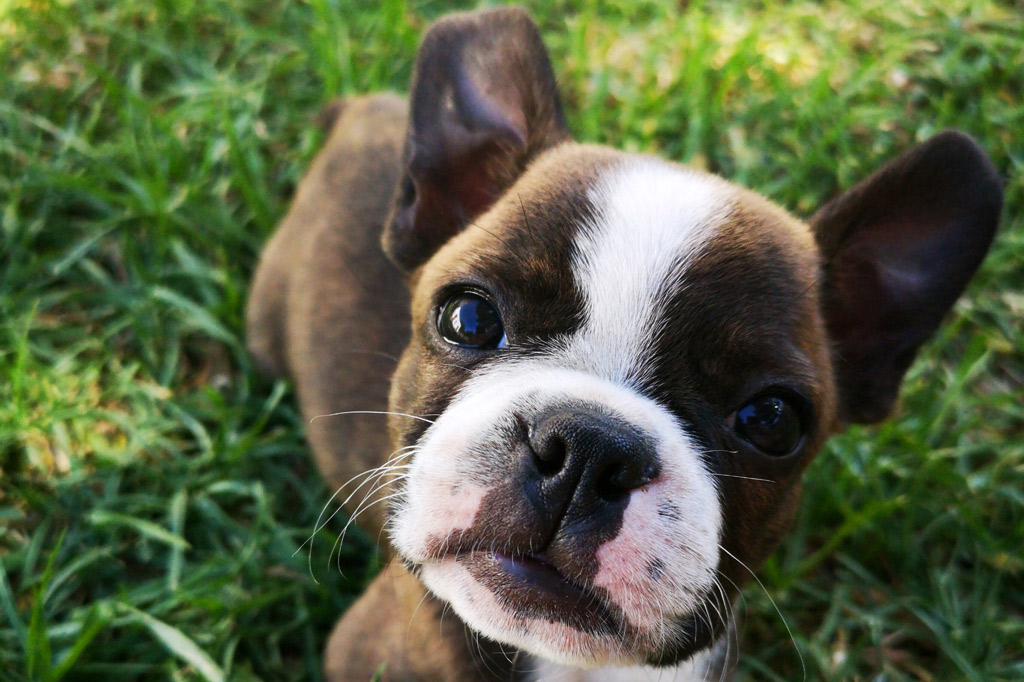 boston-terrier-pup