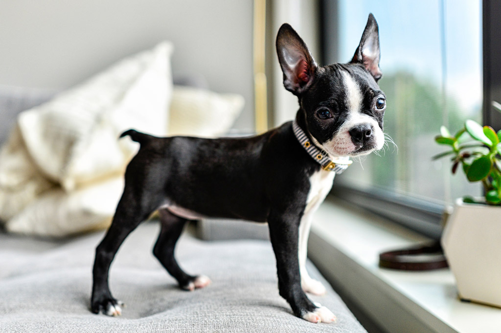boston-terrier-puppy-at-home
