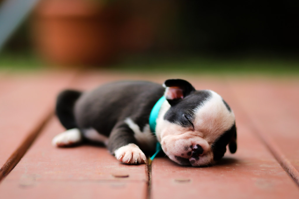 boston-terrier-puppy-newborn