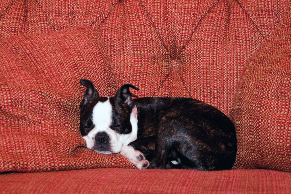 boston-terrier-puppy-sleeping