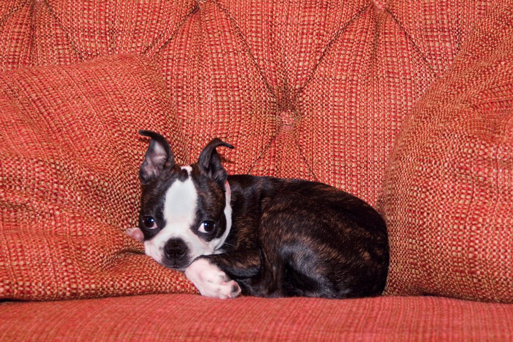 boston-terrier-puppy-snuggling