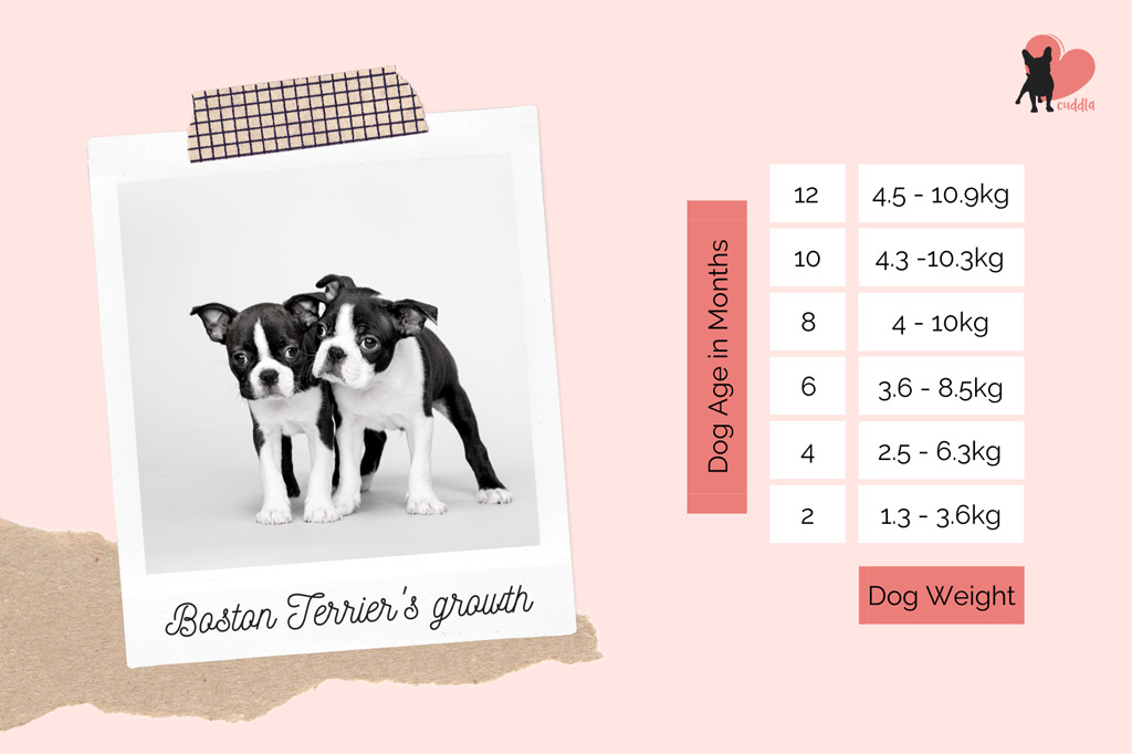 Boston Terrier Puppy Weight Chart