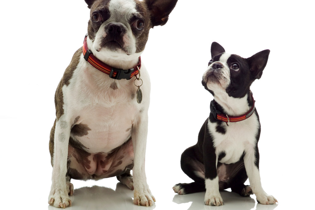 boston-terrier-puppy-with-mother