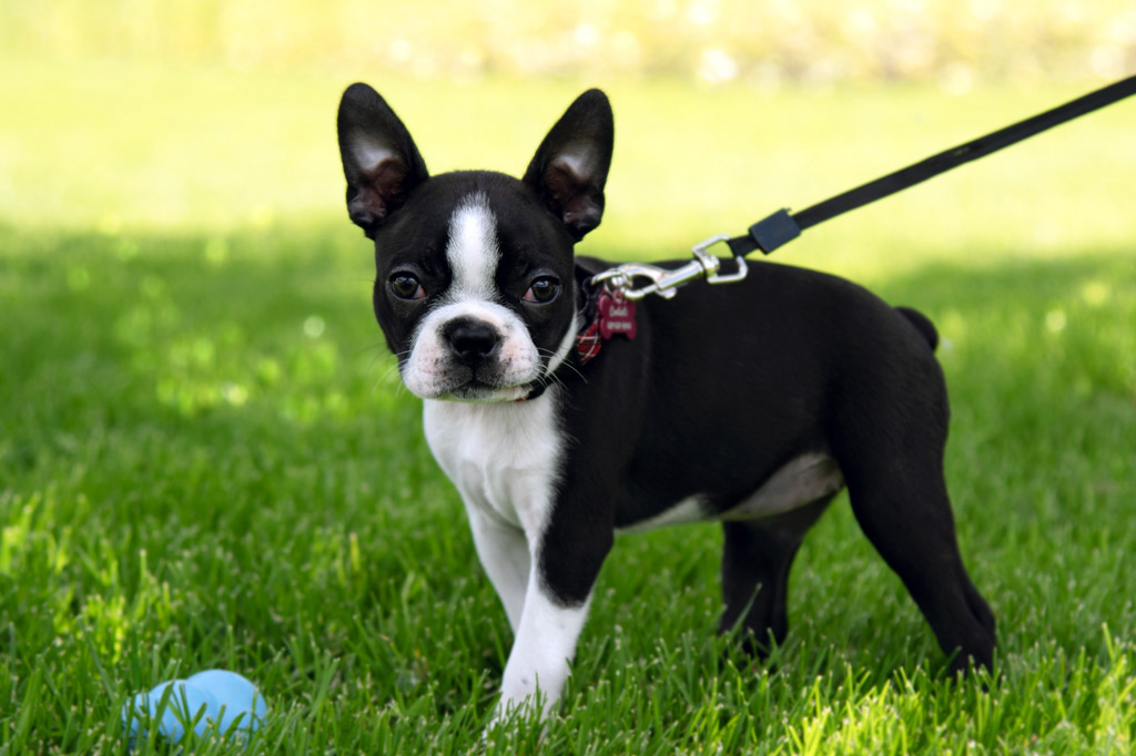 boston-terrier-puppy-with-straight-ears