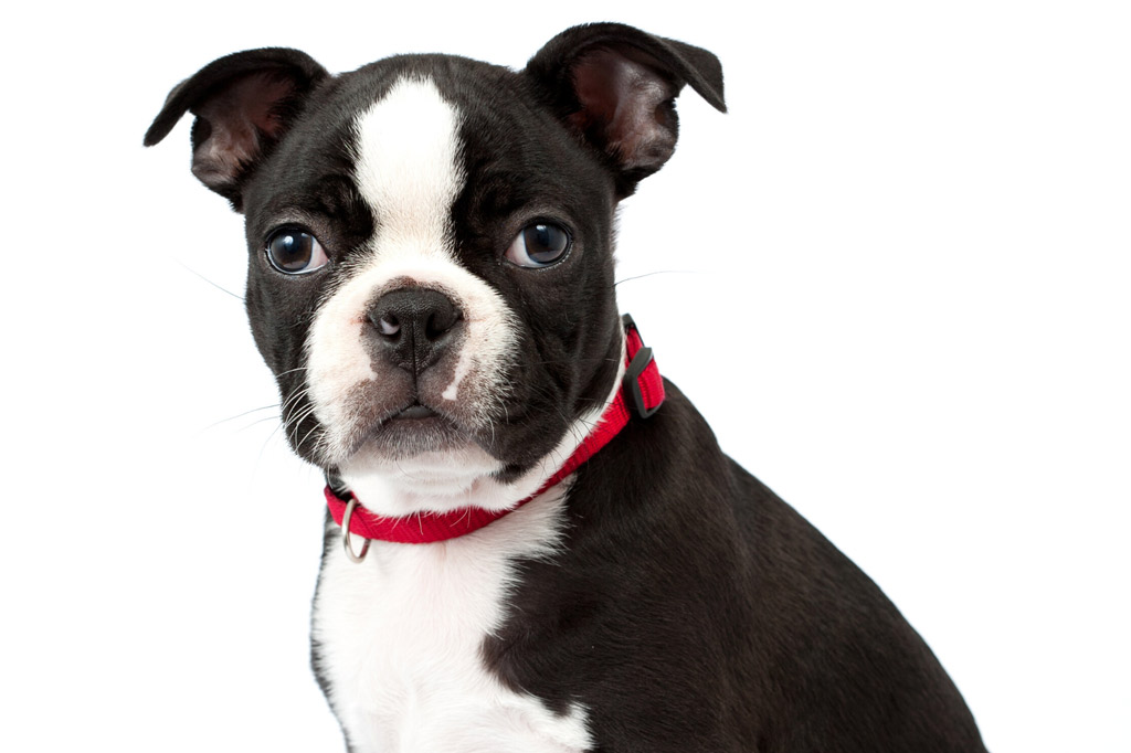 boston-terrier-puppy